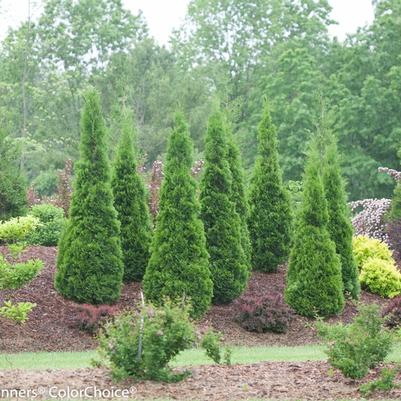 Thuja occidentalis North Pole&reg;