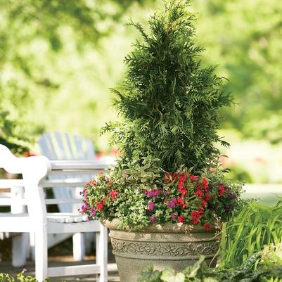 Thuja plicata Spring Grove&reg;