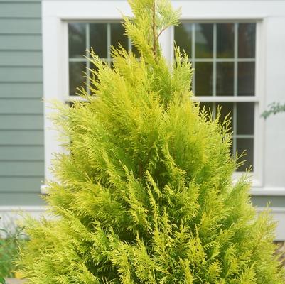 Thuja plicata Fluffy&reg;