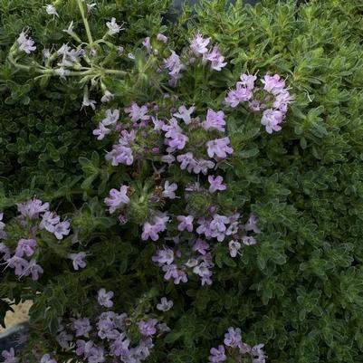 Thymus serpyllum Pink Chintz