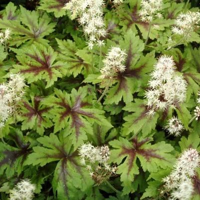 Tiarella cordifolia Sugar and Spice
