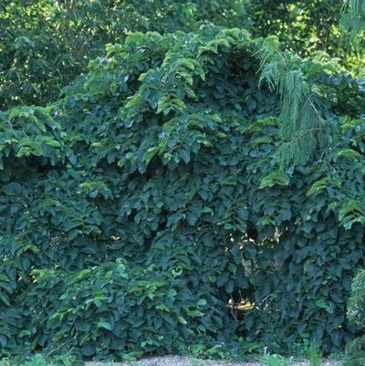 Ulmus glabra Camperdownii