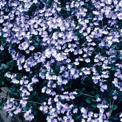 Veronica Waterperry Blue