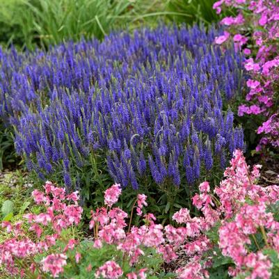 Veronica Magic Show&reg; Wizard of Ahhs