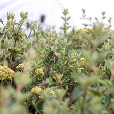 Viburnum x burkwoodii 