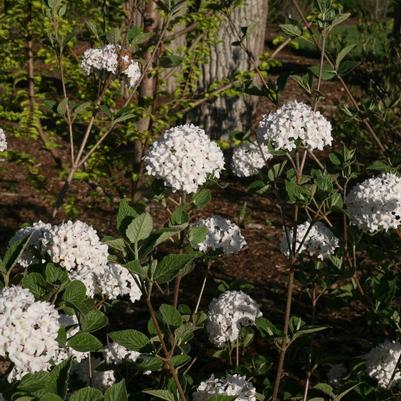 Viburnum carlesii Spice Baby&trade;