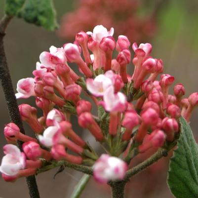 Viburnum carlesii Spice Girl&reg;