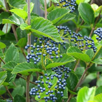 Viburnum dentatum Chicago Lustre&reg;