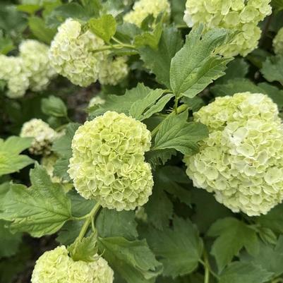 Viburnum opulus Roseum