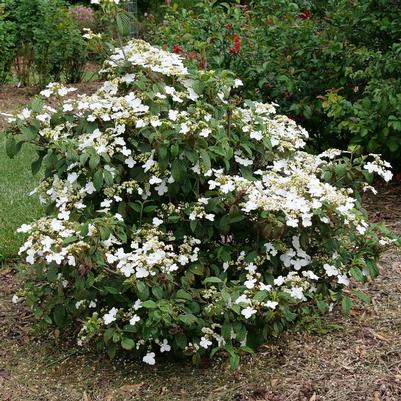 Viburnum plicatum var. tomentosum Steady Eddy&reg;
