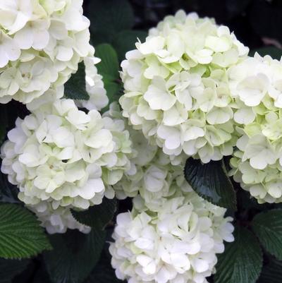 Viburnum plicatum Opening Day&trade;