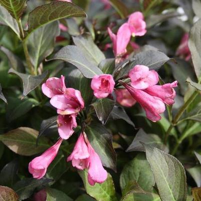 Weigela florida Dark Horse
