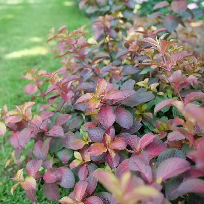 Weigela florida Midnight Sun&reg;