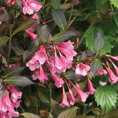 Weigela florida Fine Wine&reg;