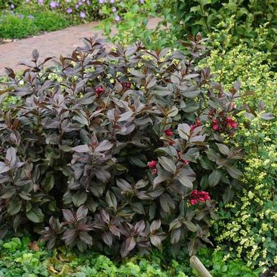 Weigela florida Shining Sensation&trade;