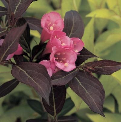 Weigela florida Wine & Roses&reg;