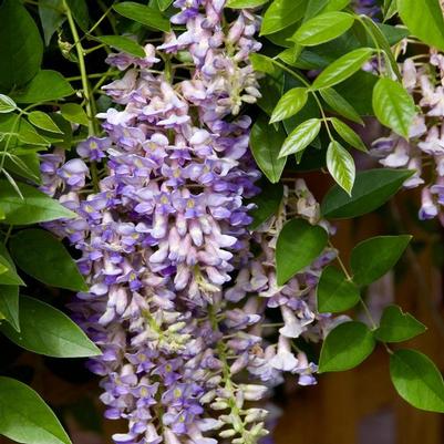 Wisteria macrostachya Summer Cascade&trade;