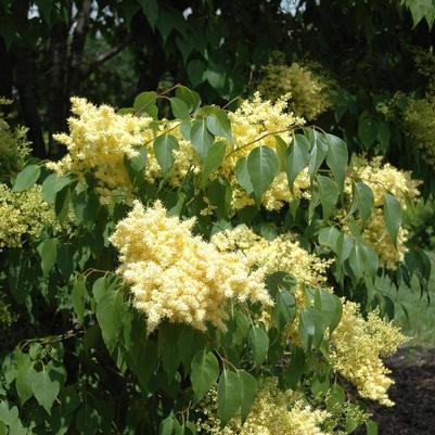 Syringa pekinensis Beijing Gold&trade;