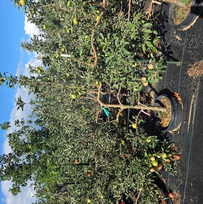 Malus domestica Espalier Apple