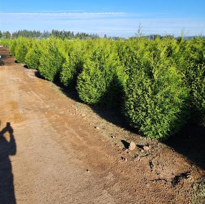 Thuja plicata x slandishii Leprechaun