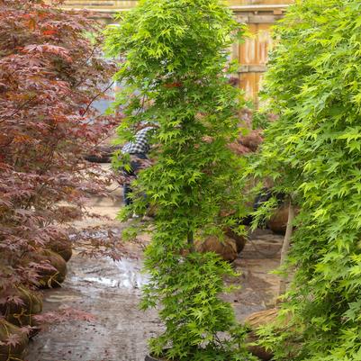 Acer palmatum Ryusen