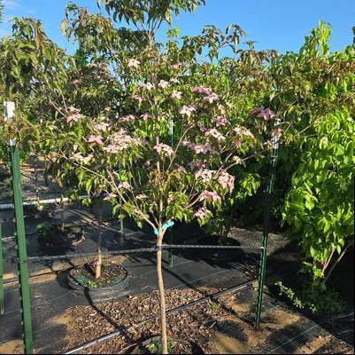 Cornus kousa Scarlet Fire&reg;