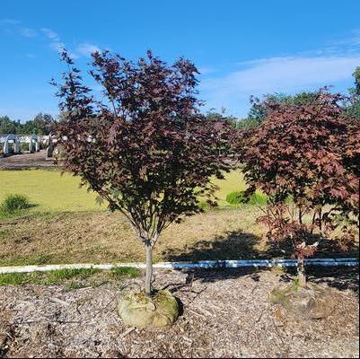 Acer palmatum Crimson Prince