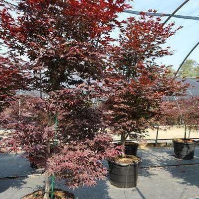 Acer palmatum Emperor 1&reg;