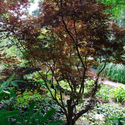 Acer palmatum Moonfire