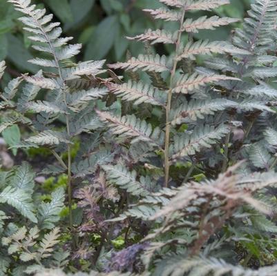 Athyrium niponicum Red Beauty