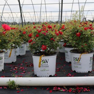 Rosa Oso Easy&reg; Urban Legend&reg;