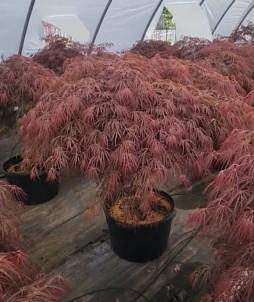 Acer palmatum var. dissectum Crimson Queen