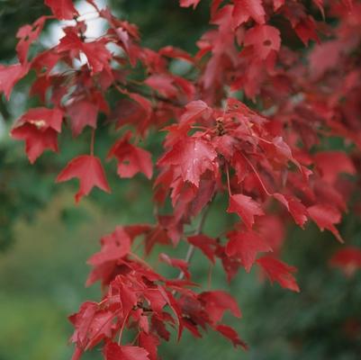 Acer rubrum Autumn Flame