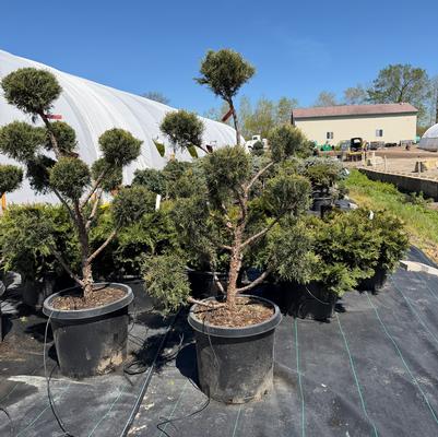 Juniper 'Meyerii' 