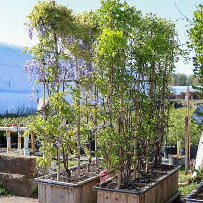 Wisteria sinensis Cooke's Purple&trade;