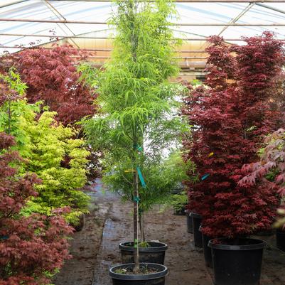Acer palmatum Koto-no-ito