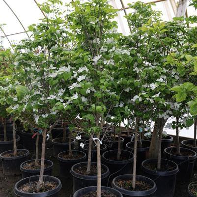 Cornus florida Cloud 9