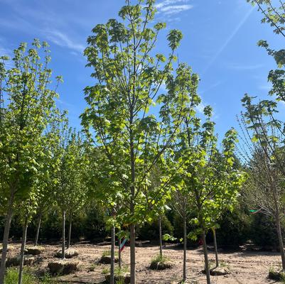 Acer x freemanii Celebration&reg;