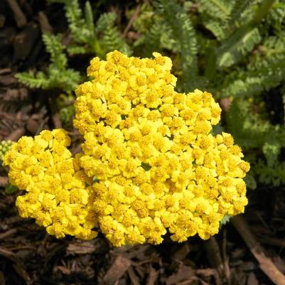 Achillea millefolium Little Moonshine