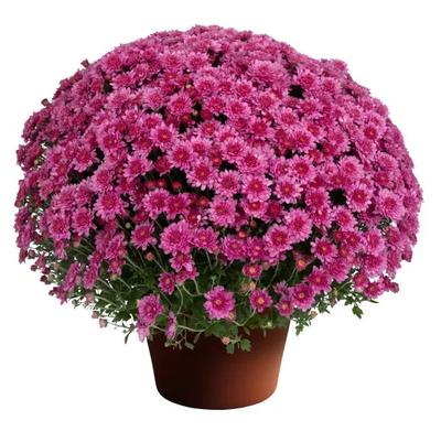 Chrysanthemum x morifolium Cheryl&trade; Pink Improved