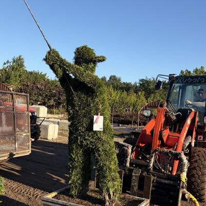 Thuja Smaragd Sculptured Golfer