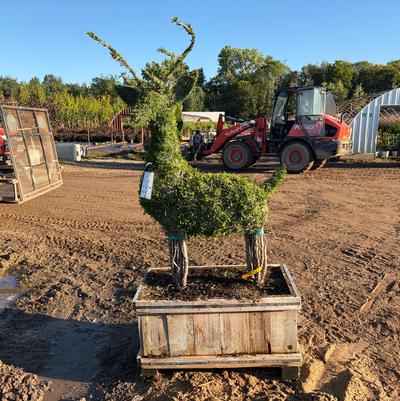 Thuja Smaragd Sculptured Deer