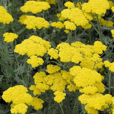 Achillea millefolium Moonshine