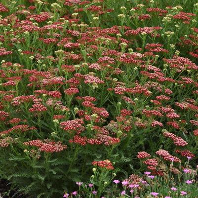 Achillea millefolium New Vintage&trade; Red