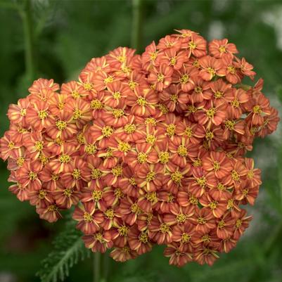 Achillea Desert Eve&trade; Terracotta