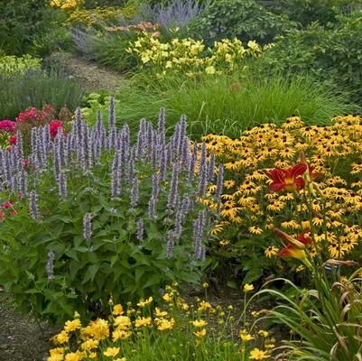 Agastache Blue Fortune