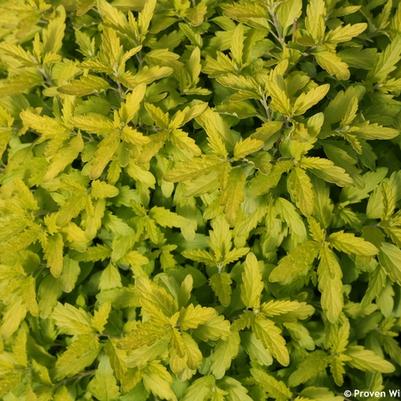 Caryopteris incana Sunshine Blue&reg; II