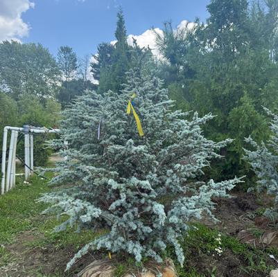 Cedrus atlantica Horstman