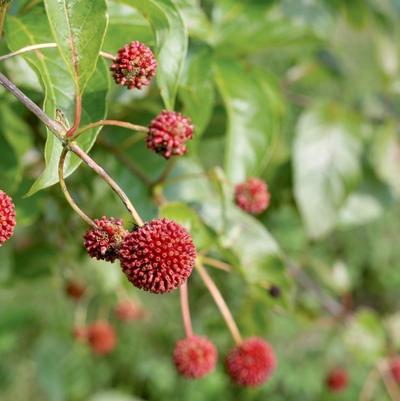 Cephalanthus occidentalis Sugar Shack&reg;