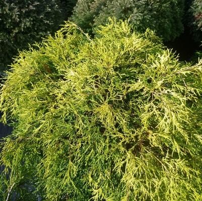Chamaecyparis pisifera Sungold